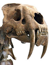 Photo of the skull of a saber-toothed cat showing its extremely long canine teeth.