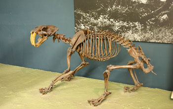 a skeleton of a crouching saber-toothed cat.