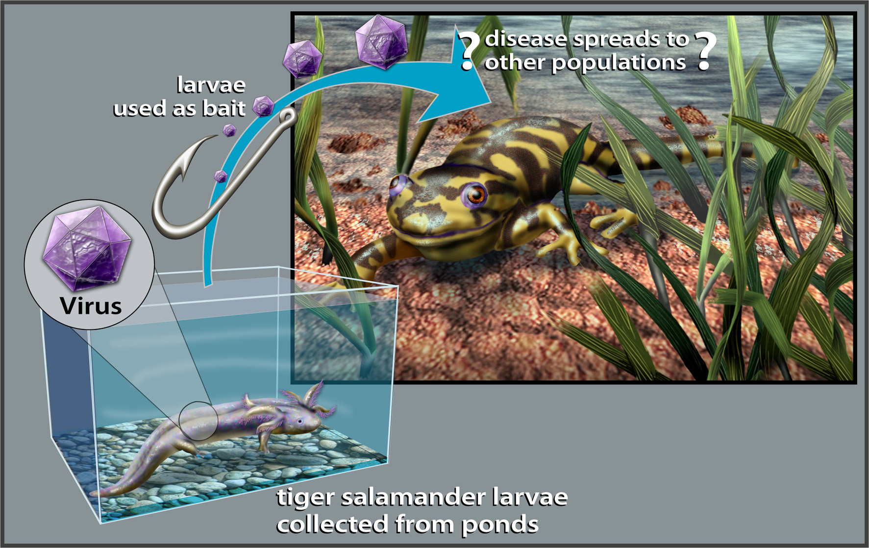 Multimedia Gallery - Spread of Amphibian Diseases (Image 1)