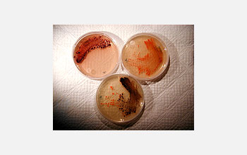 Three species of bacteria from the genus <em>Salinospora</em> growing on agar culture plates