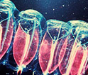 Photo of mid-ocean salps stained with harmless red dye.