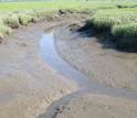 Photo of two tidal channels in salt marsh, or Spartina, grass.