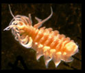 a parasitic isopod, one of the larger parasites found in the estuaries in the project.