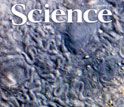 Cover of the July 1, 2011 issue of the journal Science.