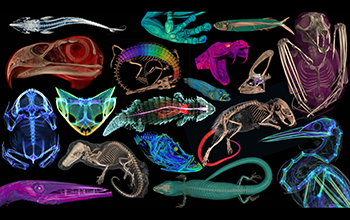 Collage of scanned animal specimens that were digitized for the openVertabrate project