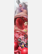 Illustration of "Zoom into the Human Bloodstream", which won first place in Illustration.