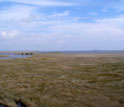 Photo of salt marsh near Tump Point, N.C.