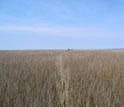 Photo of the Tump Point salt marsh.