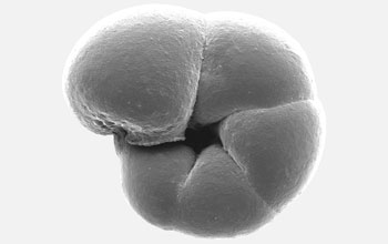 Scanning electron microscope image of a salt-marsh foraminifera.