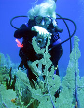 Scientist Drew Harvell examines sea fansunder water