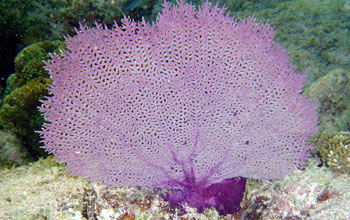 A purple sea fan under water