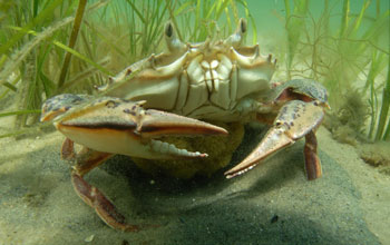 Underwater image showing a crab in the foreground and eelgrass in the background.