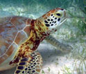 Underwater image showing a sea turtle with seagrass on the sandy bottom.