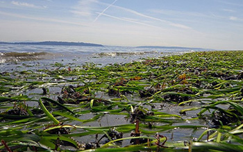 Coastal ecosystems depend on eelgrass beds, such as one on Bainbridge Island, Washington.