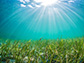 Seagrasses restored to Virginia bays are flourishing