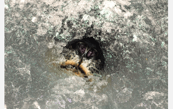 The nose of a Weddell seal pokes through a hole in the ice, McMurdo Sound, Antarctica.