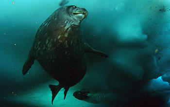 A Weddell seal swims under the ice in McMurdo Sound, Antarctica