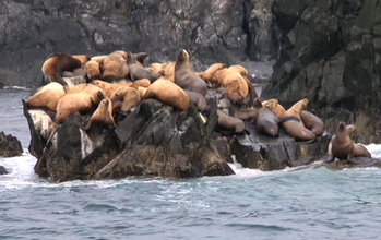 Domoic acid can sicken and kill California sea lions.