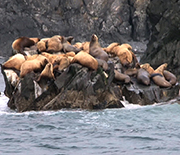 Domoic acid can sicken and kill California sea lions.
