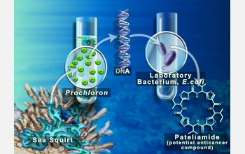 Patellamide production inside sea squirts