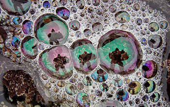 foam-like bubbles created by plankton in seawater crashing ashore.