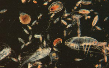 Imahe showing larval fish.