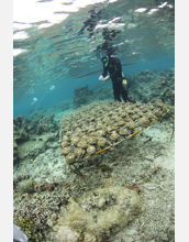 The green seaweed Chlorodesmis overgrows coral on a reef flat in Fiji.