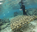 The green seaweed Chlorodesmis overgrows coral on a reef flat in Fiji.