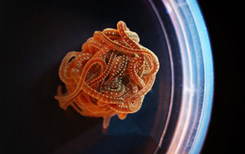 Blob of Lumbriculus variegatus blackworms. The half-circle is the edge of a petri dish.