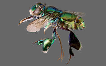 An orchid bee of the family Apidae/subfamily Euglossinae