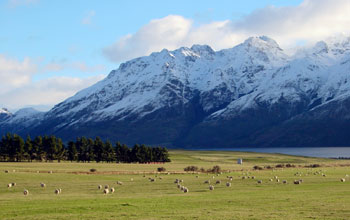 Sheep on South Island, NZ