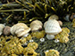 Dogwhelks feed on barnacles