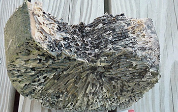 Section of a piling attacked by shipworms in Belfast, Maine.