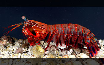 Female mantis shrimp (Odontodactylus scyllarus)