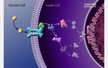 External information gets transmitted from outside cells to the control centers inside