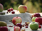 Silk Road contains genomic resources for improving apples