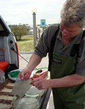 Photo of marine scientist David Conover with embryos from wild Atlantic silversides.