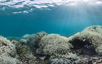 coral bleaching at Lizard Island, Australia