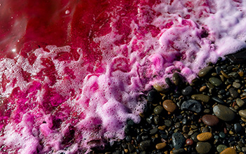 Ocean waves containing fluorescent, pink-hued dye break along shore