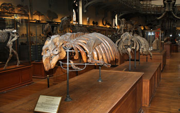 Photo of a fossil sirenian at the Paris National Museum of Natural History.