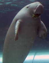 Photo of a dugong at the Sydney, Australia, aquarium.