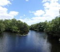 Common snook habitat in the upper Shark River in Everglades National Park.