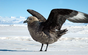 South polar skua