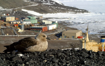 A south polar skua on Hut Point Ridge Trail, McMurdo Station, Antarctica