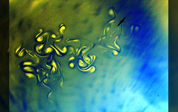 Dipolar vortices generated in the wake of an adult water strider