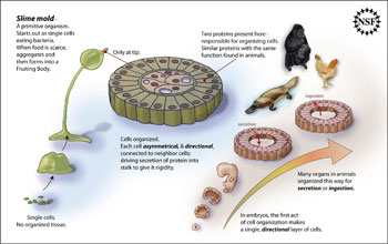 How the formation and function of some slime mold cells are similar to animal cells