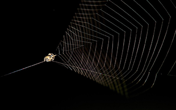 slingshot spider ready to launch its cone-shaped web