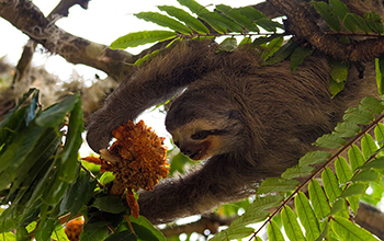a pale-throated (three-toed) sloth