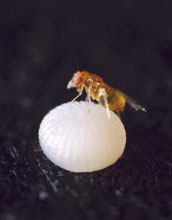 Wasp Species <em>T. kaykai</em>