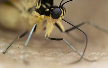 Close up of butterfly proboscis